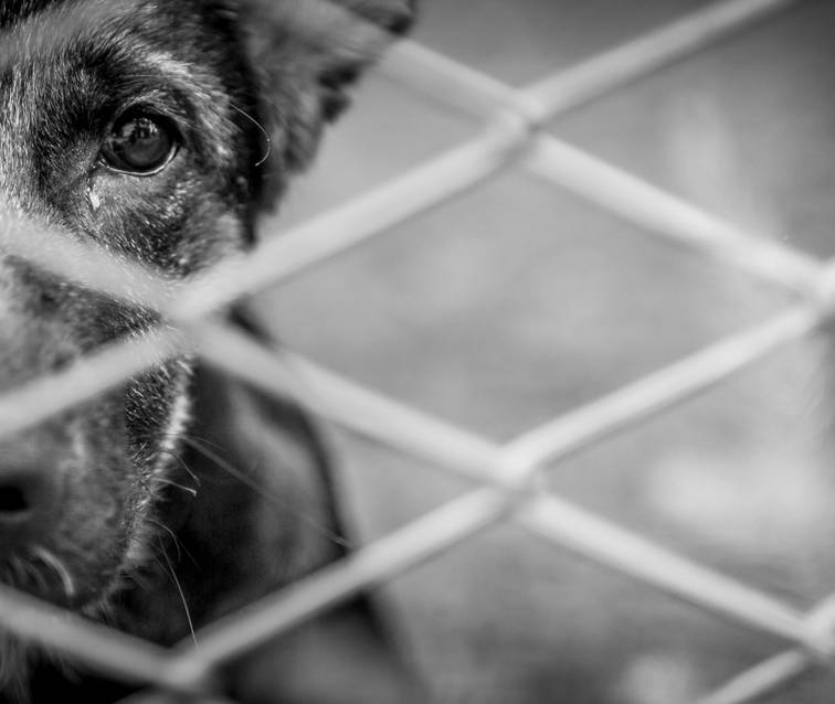 Polícia passa a usar drones e IA para investigar maus-tratos a animais