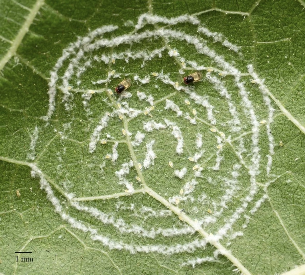 Mosca-Branca