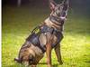K9 Catrina, primeira cadela policial da Polícia Civil do Piauí, morre aos seis anos