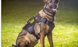 K9 Catrina, primeira cadela policial da Polícia Civil do Piauí, morre aos seis anos K9 Catrina, primeira cadela policial da Polícia Civil do Piauí, morre aos seis anos
