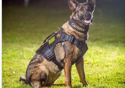 K9 Catrina, primeira cadela policial da Polícia Civil do Piauí, morre aos seis anos